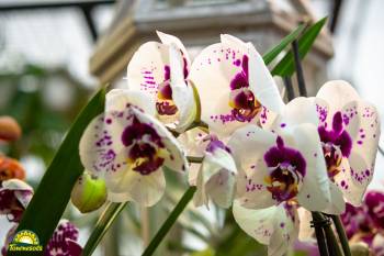 orchidées blanches perlées de mauve
